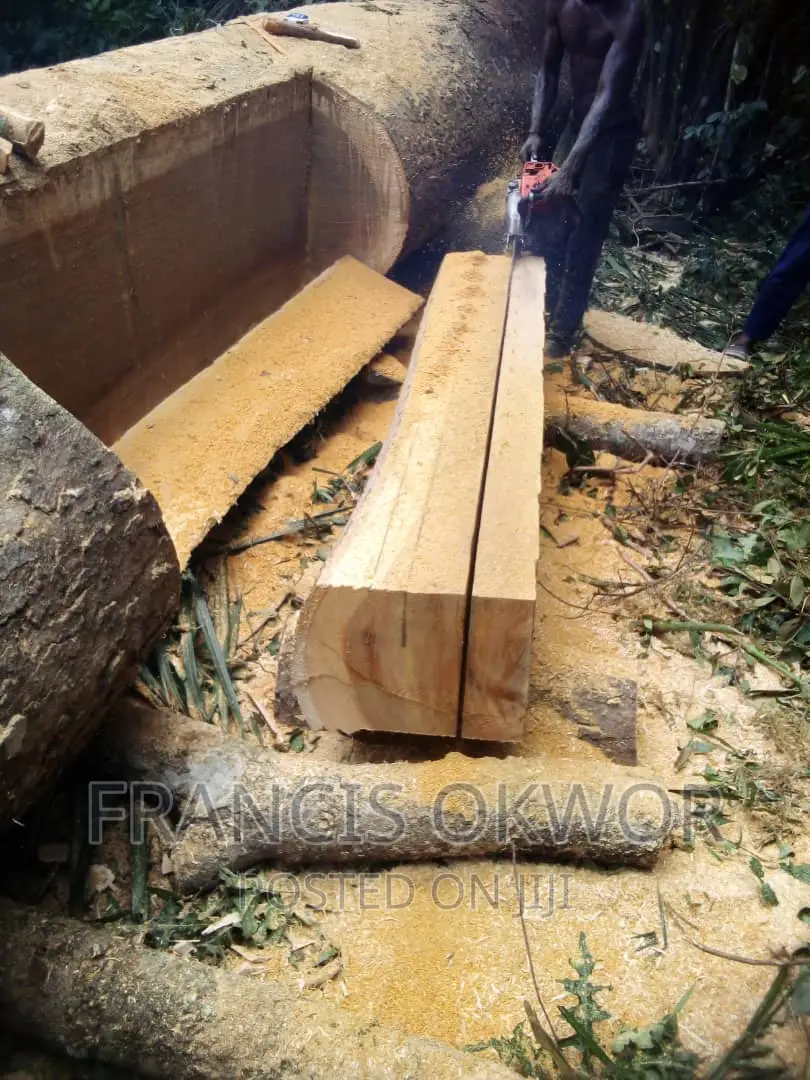 Iroko Timba Available