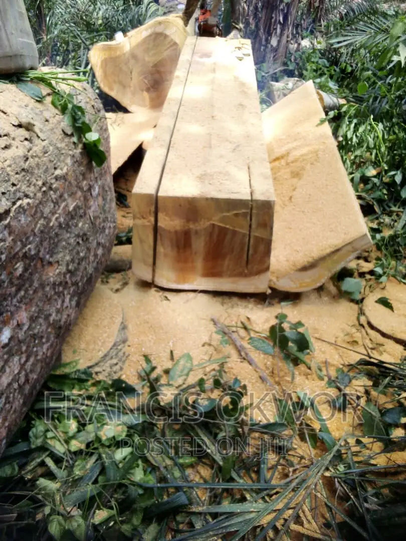 Iroko Timba Available