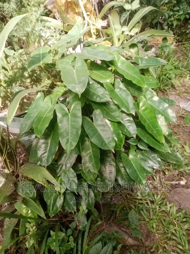 Best Flower Plants for Home, School, Hotel Beautification