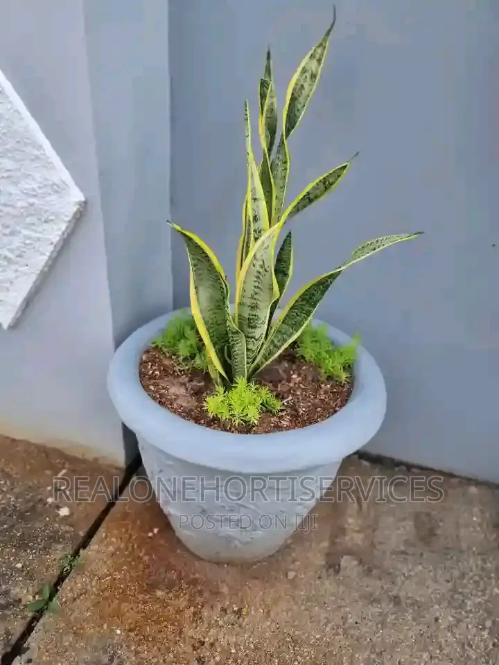 Home Plant for You and Your Family Healthier Living
