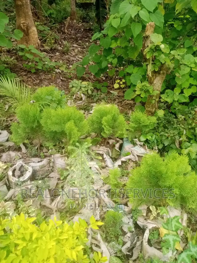Landscape Plants for Homes, Hotels, Estate Driveway
