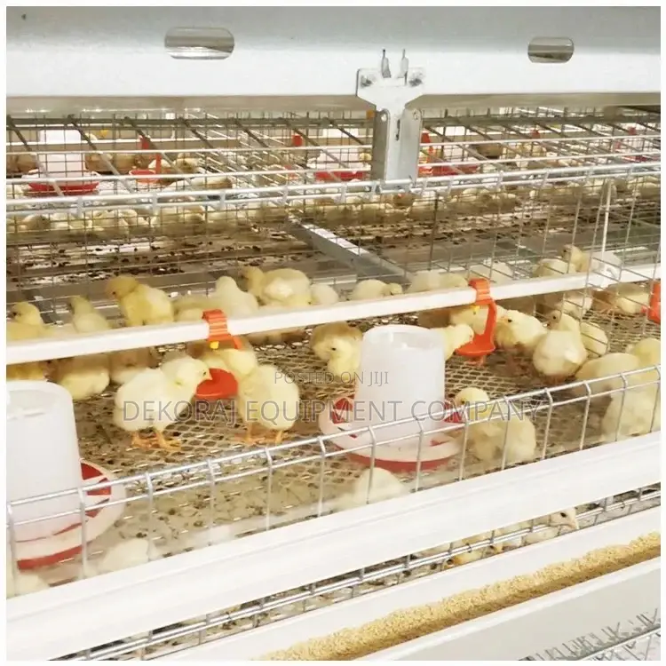 Broiler Raising Cage 120 Capacity Imported Type 20 Years