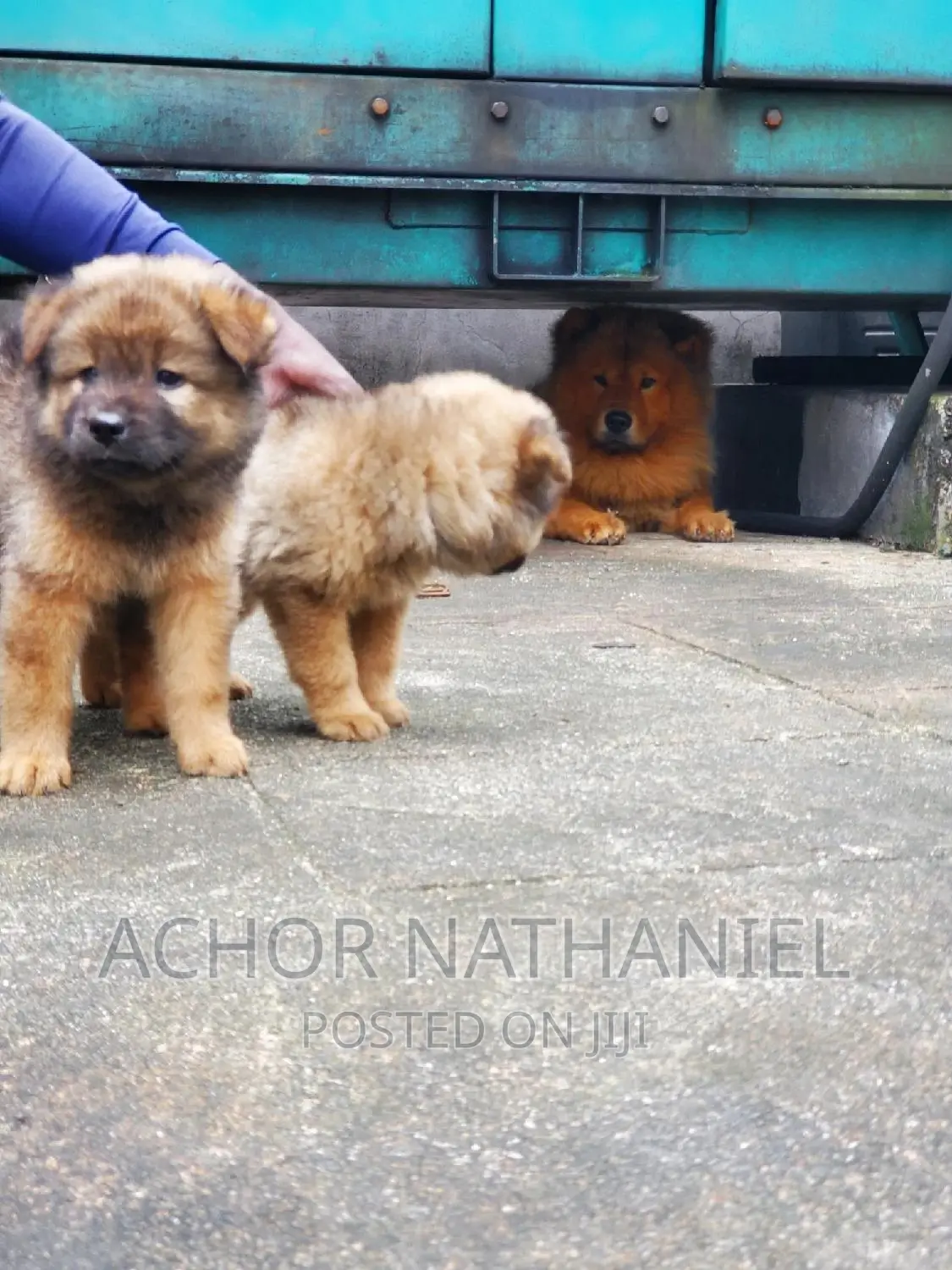 1-3 months Female Purebred Chow Chow
