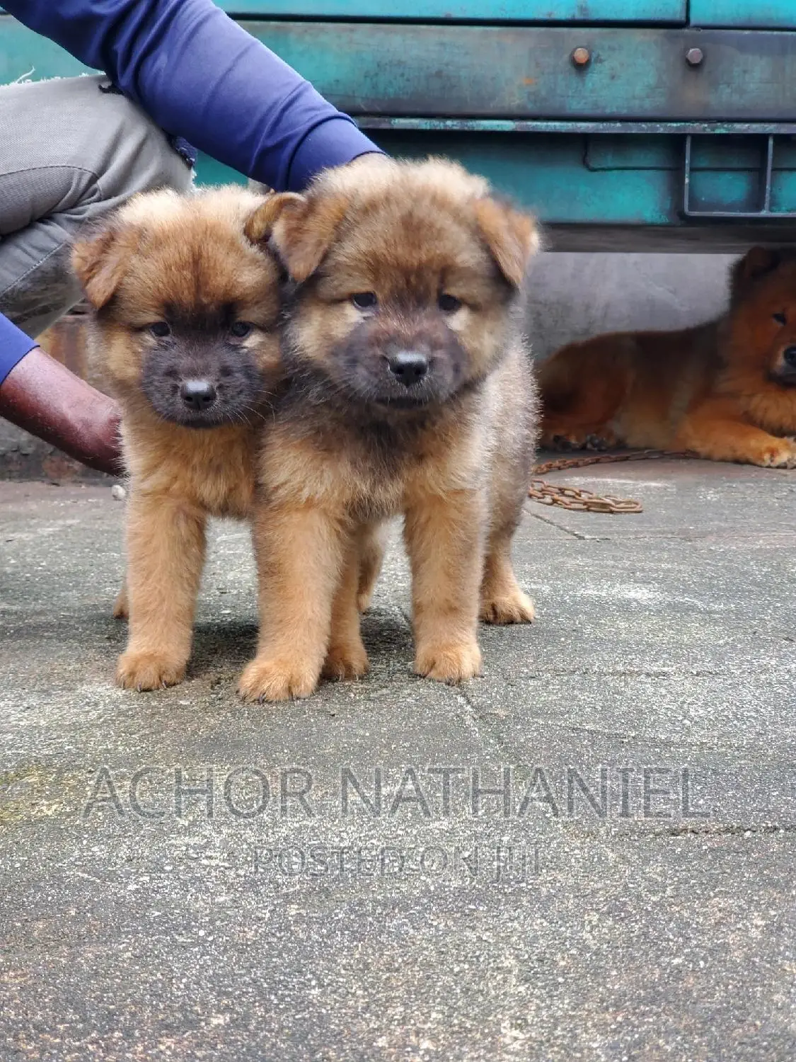 1-3 months Female Purebred Chow Chow
