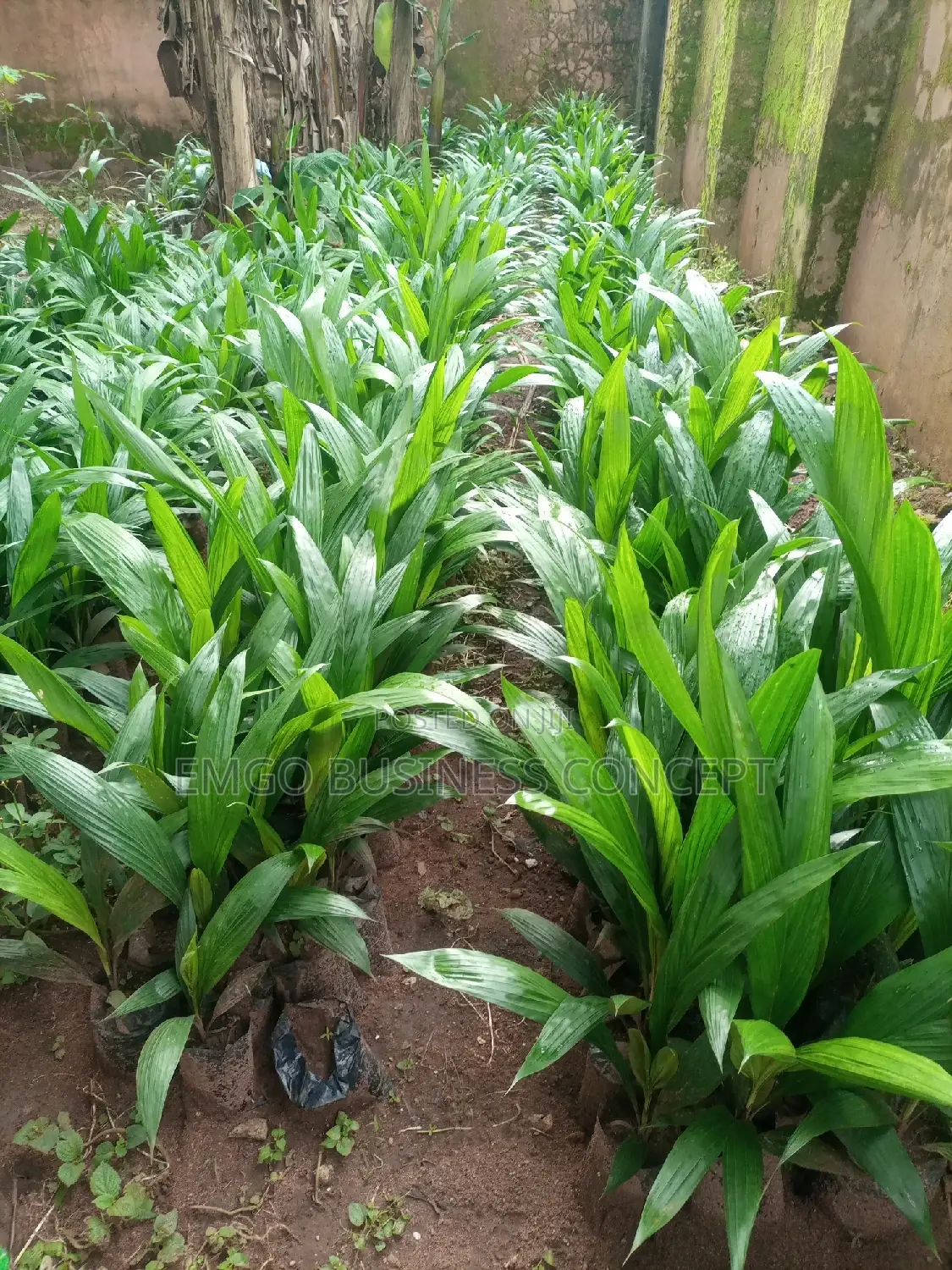 Palm Seeds (Tenera)