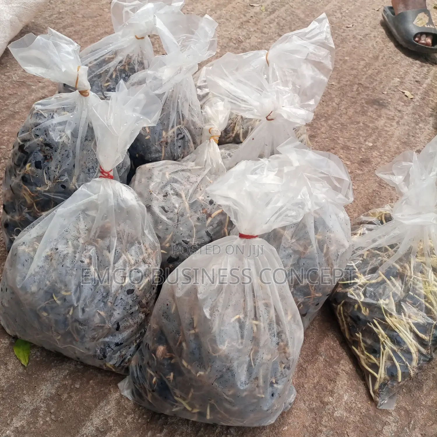 Palm Oil Seeds Tenera Species