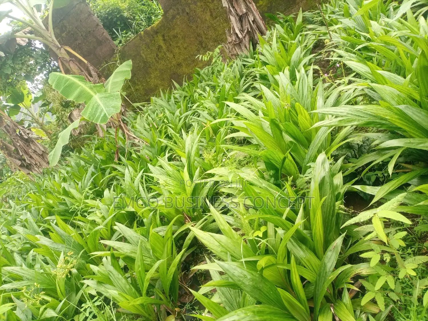 Palm Oil Seeds Tenera Species