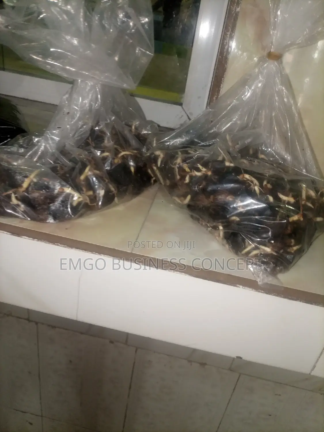Oil Palm Seeds (Tenera)