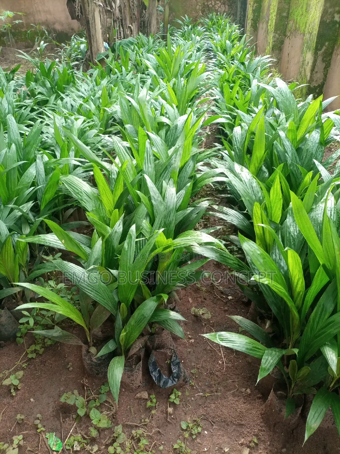 Oil Palm Seeds (Tenera)