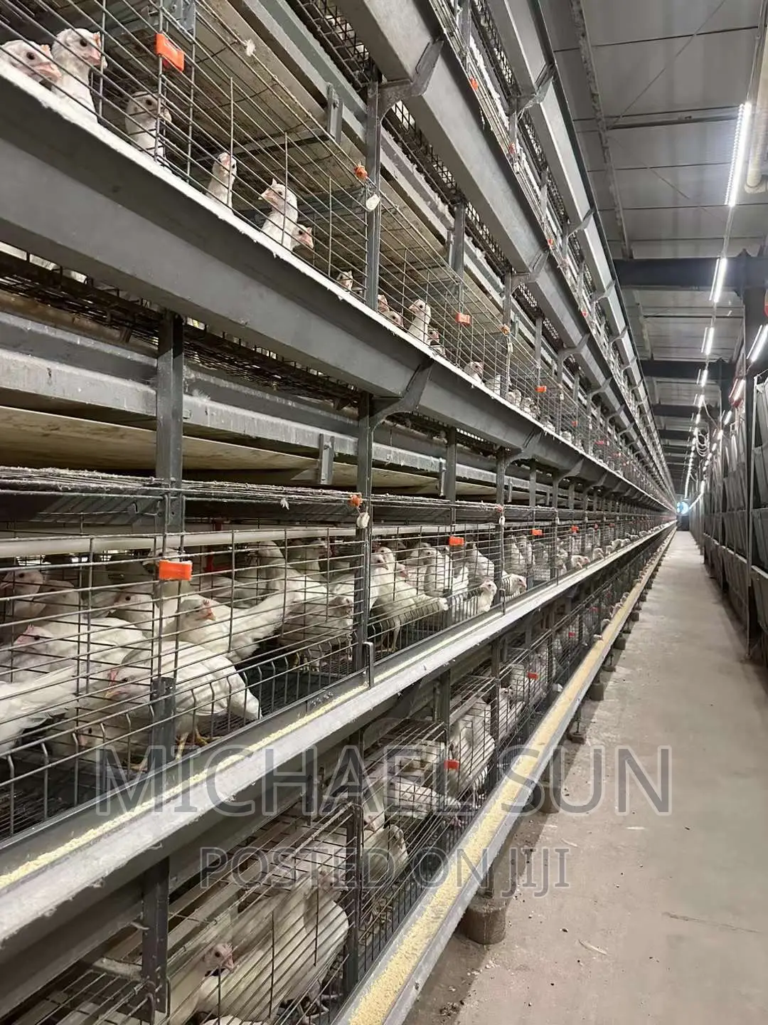 Battery Cage Poultry Cage