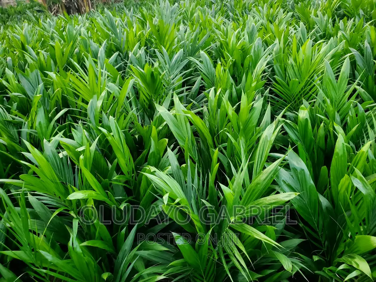 High Breed Oil Palm Seedlings for Sale