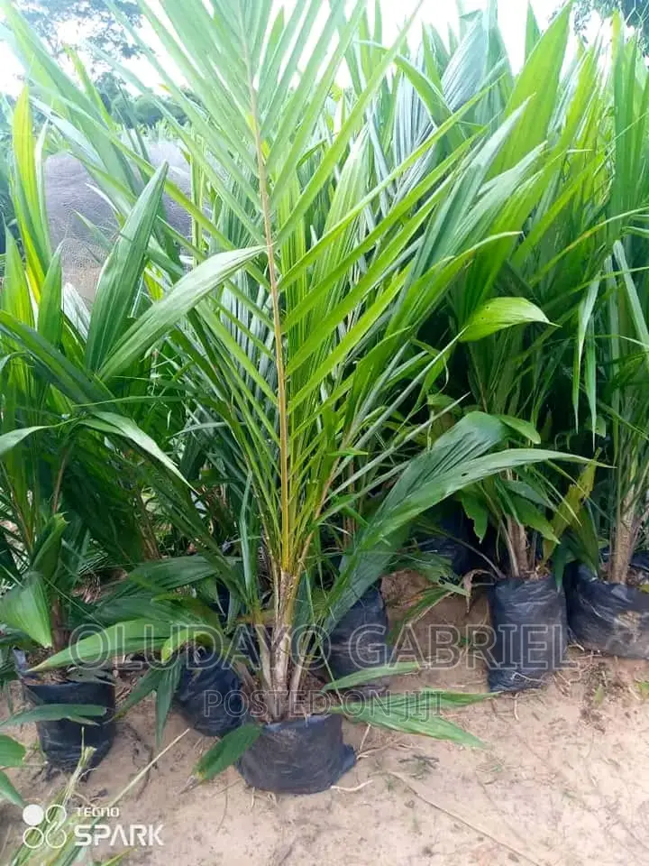 High Breed Oil Palm Seedlings for Sale