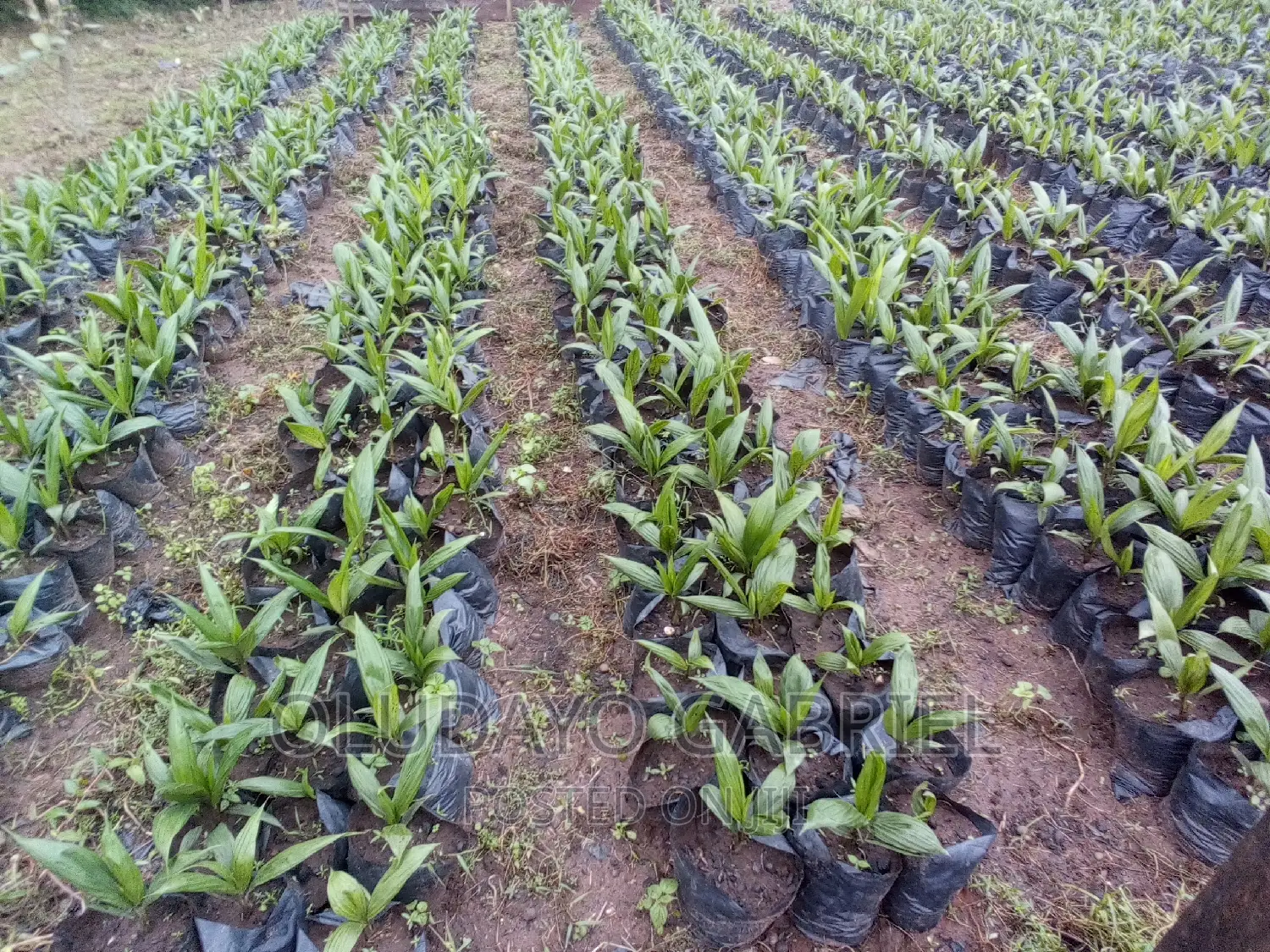 High Breed Oil Palm Seedlings for Sale