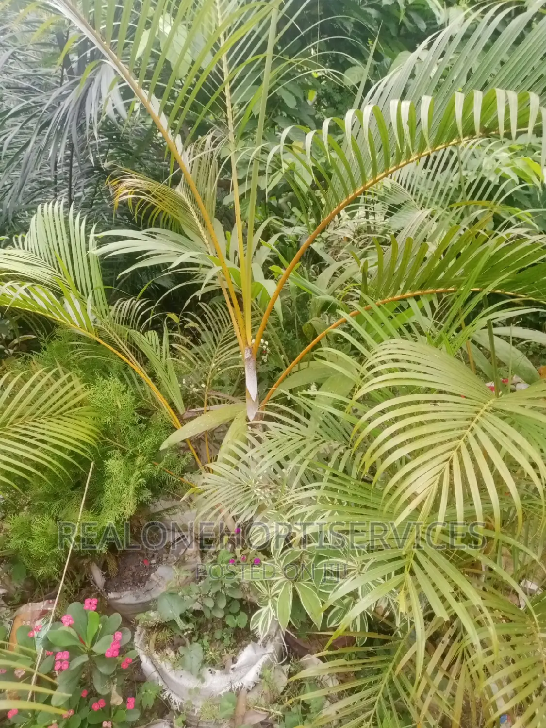 Best Flower Plants for Home, School, Hotel Beautification