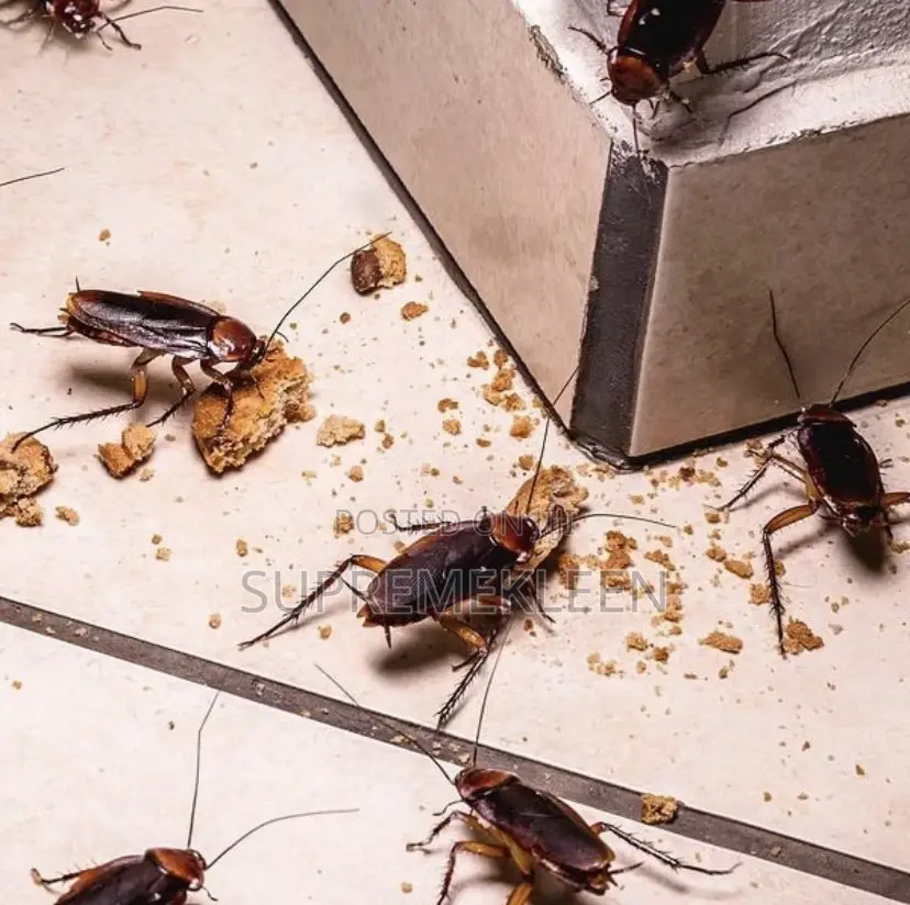Crockroaches, Roaches, Mosquitoes Fumigation Services