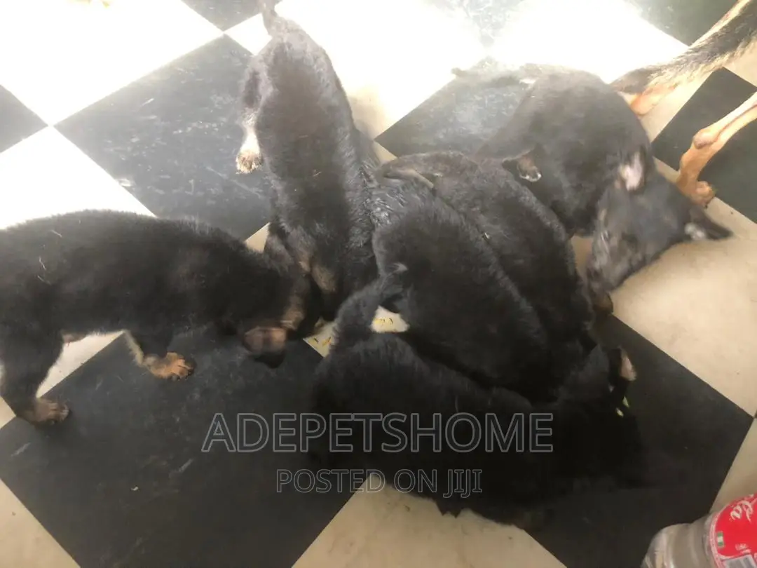 1-3 months Female Purebred German Shepherd