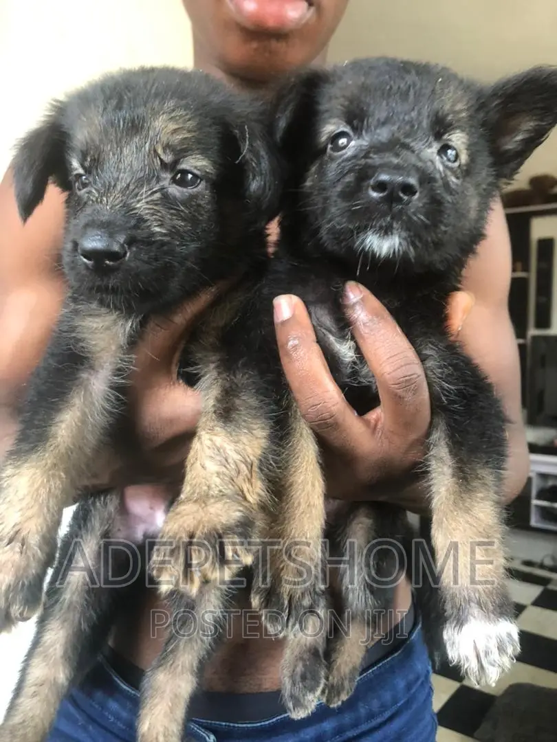 1-3 months Female Purebred German Shepherd