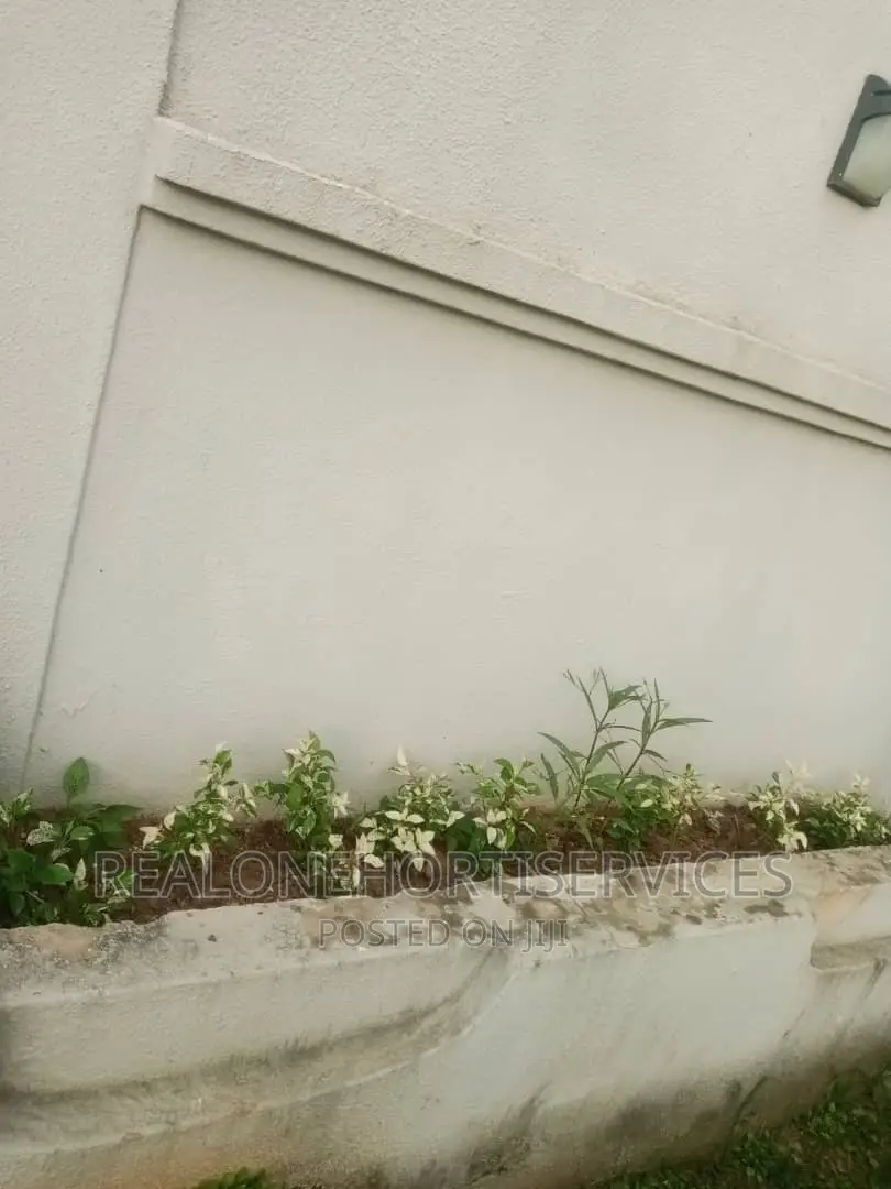 Home Ornamental Live Plant for Aesthetic, Air Purifier.