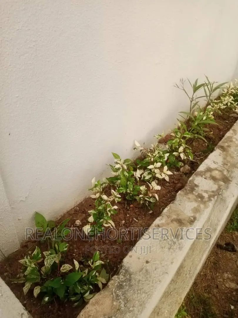 Home Ornamental Live Plant for Aesthetic, Air Purifier.