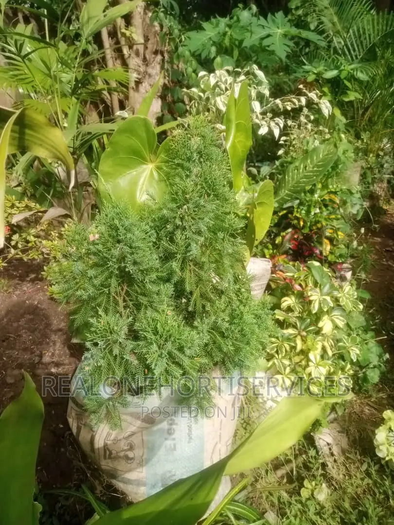 Home Ornamental Live Plant for Aesthetic, Air Purifier.