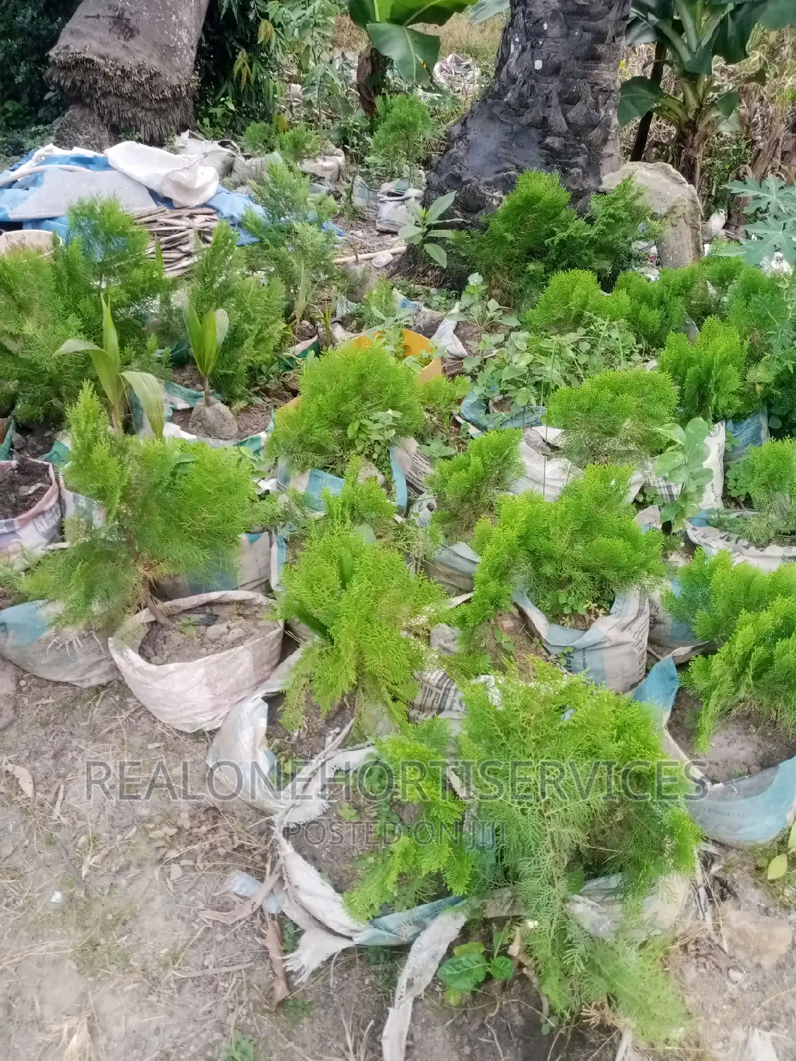 Home Ornamental Live Plant for Aesthetic, Air Purifier.