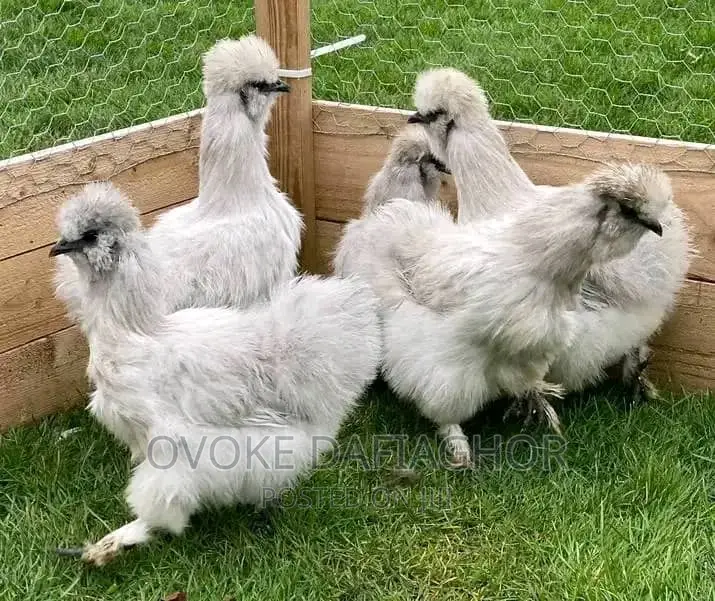Exotic Chinese (Silky) Chicken