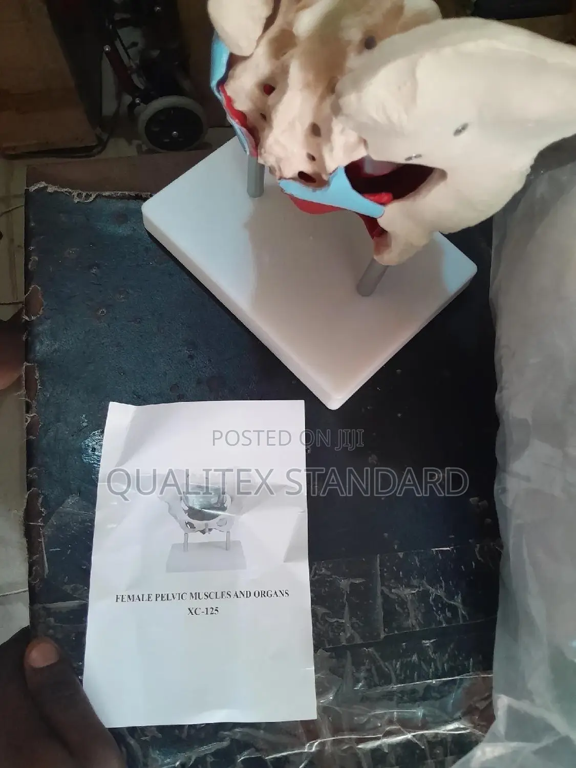 Female Pelvic Muscle and Organ Model