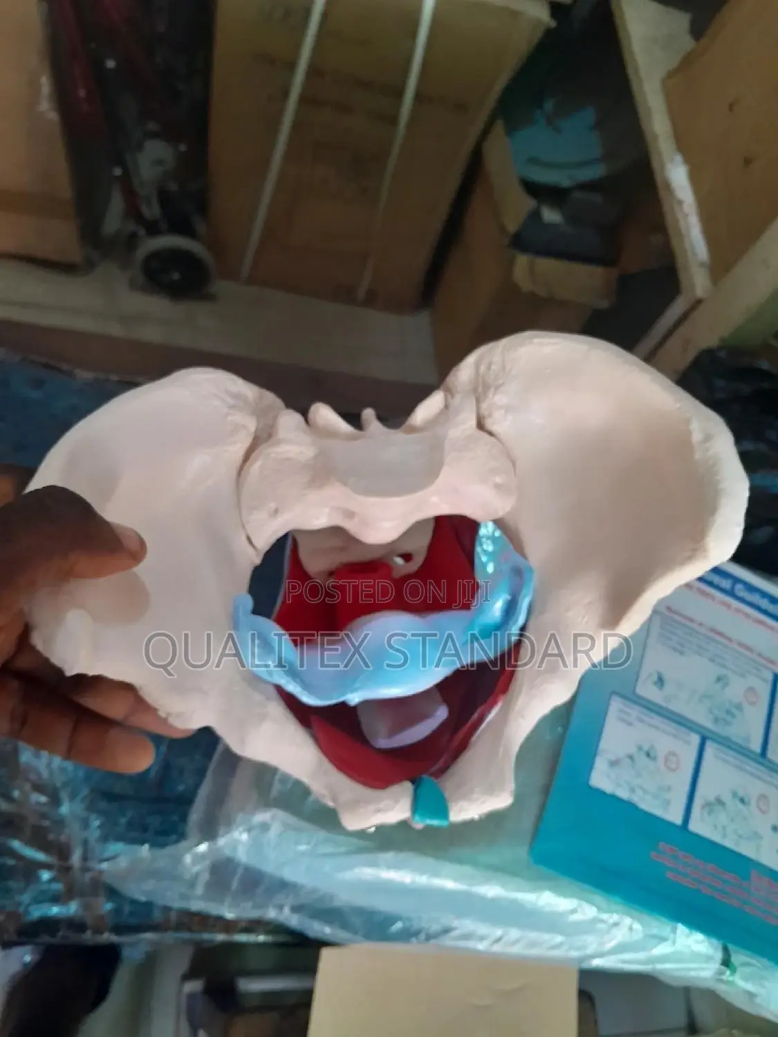 Female Pelvic Muscle and Organ Model