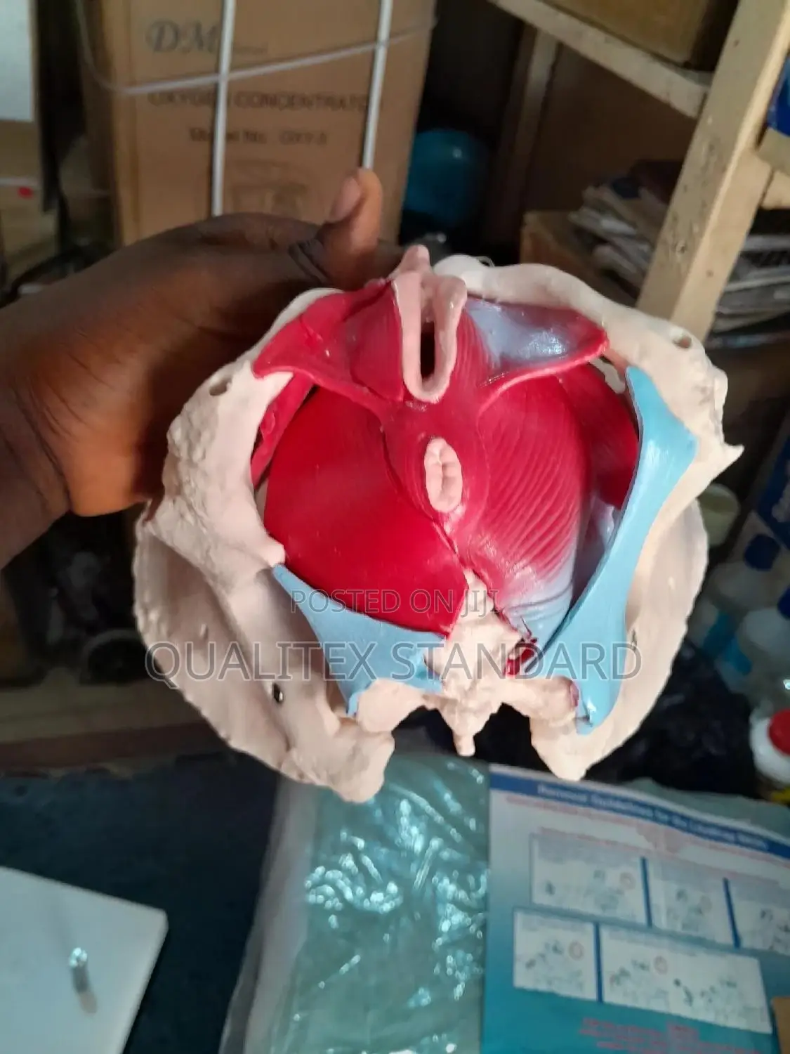 Female Pelvic Muscle and Organ Model