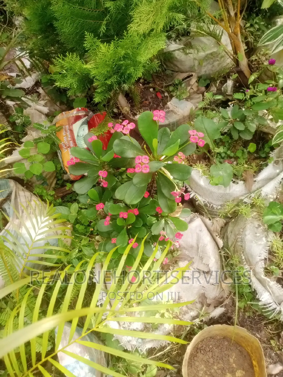 Hedges Flower, Indoor Plant, Medicinal Plants Nursery
