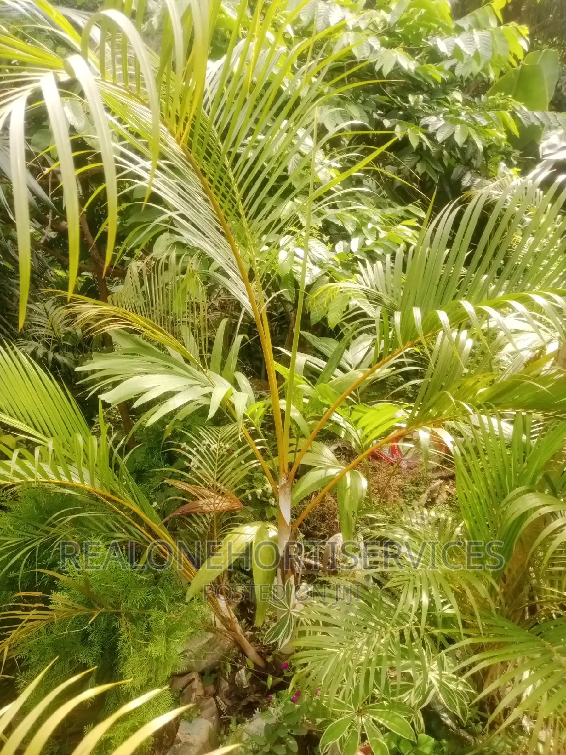 Hedges Flower, Indoor Plant, Medicinal Plants Nursery