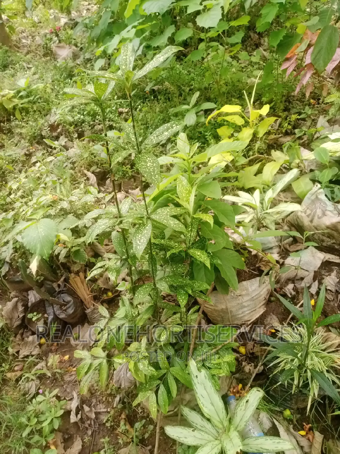 Hedges Flower, Indoor Plant, Medicinal Plants Nursery