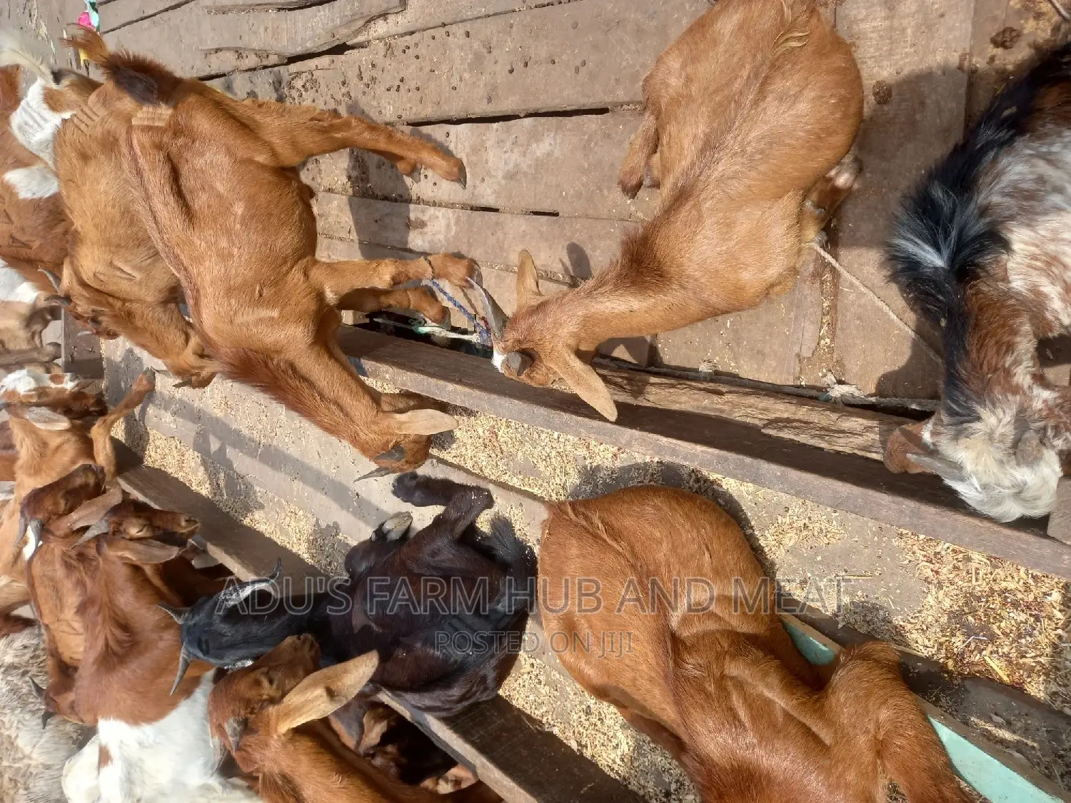 Full Goat Meat