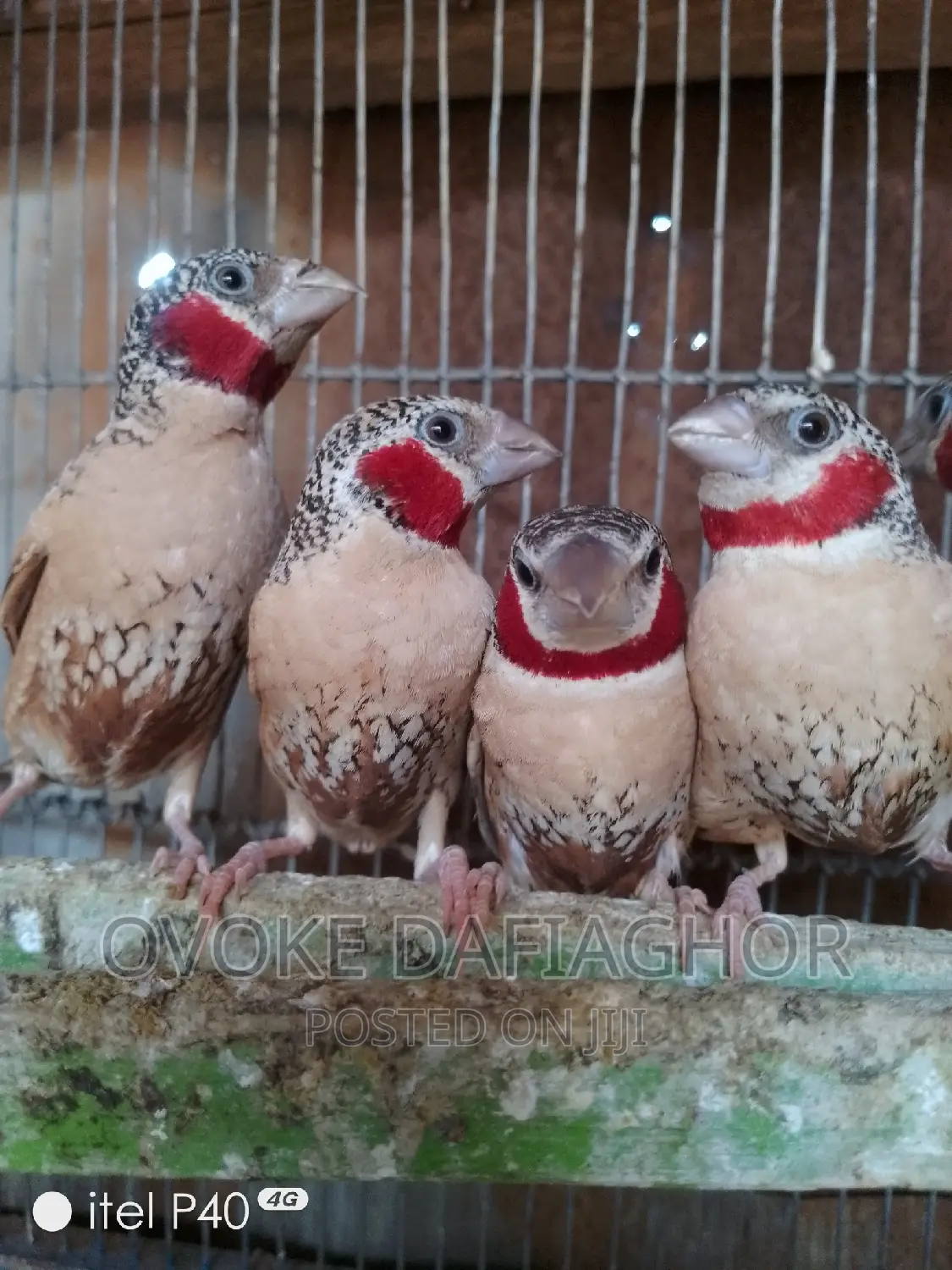 Fancy Red-Neck Finches