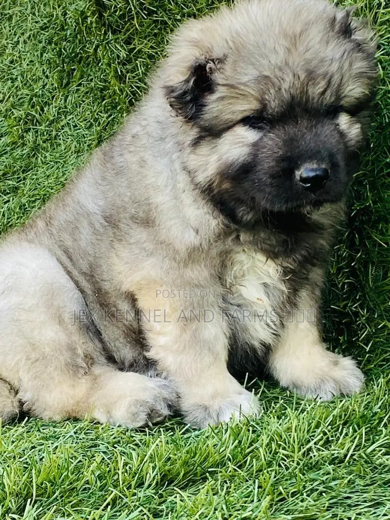 1-3 months Male Purebred Caucasian Shepherd