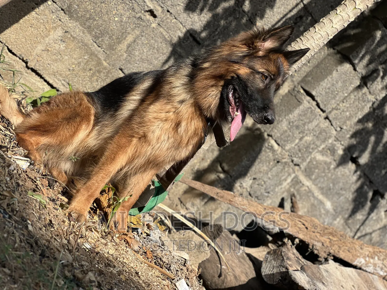 6-12 months Female Purebred German Shepherd
