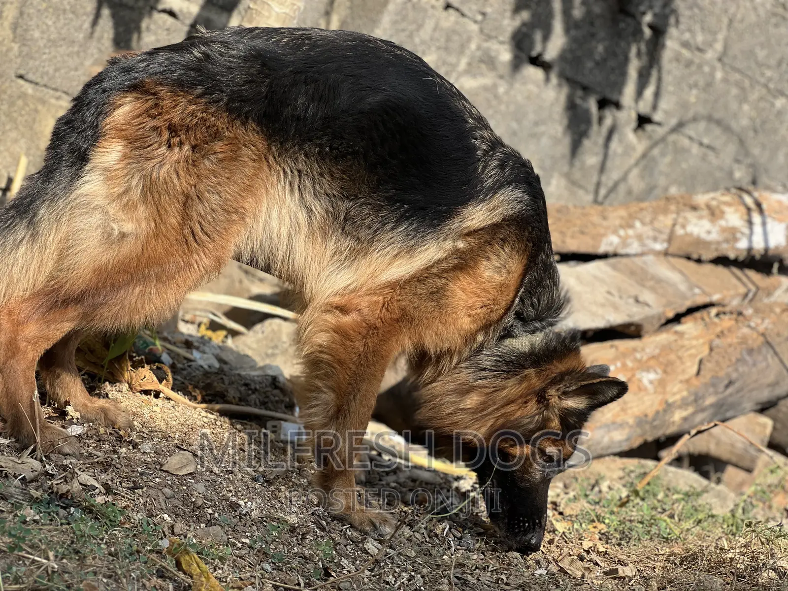 6-12 months Female Purebred German Shepherd
