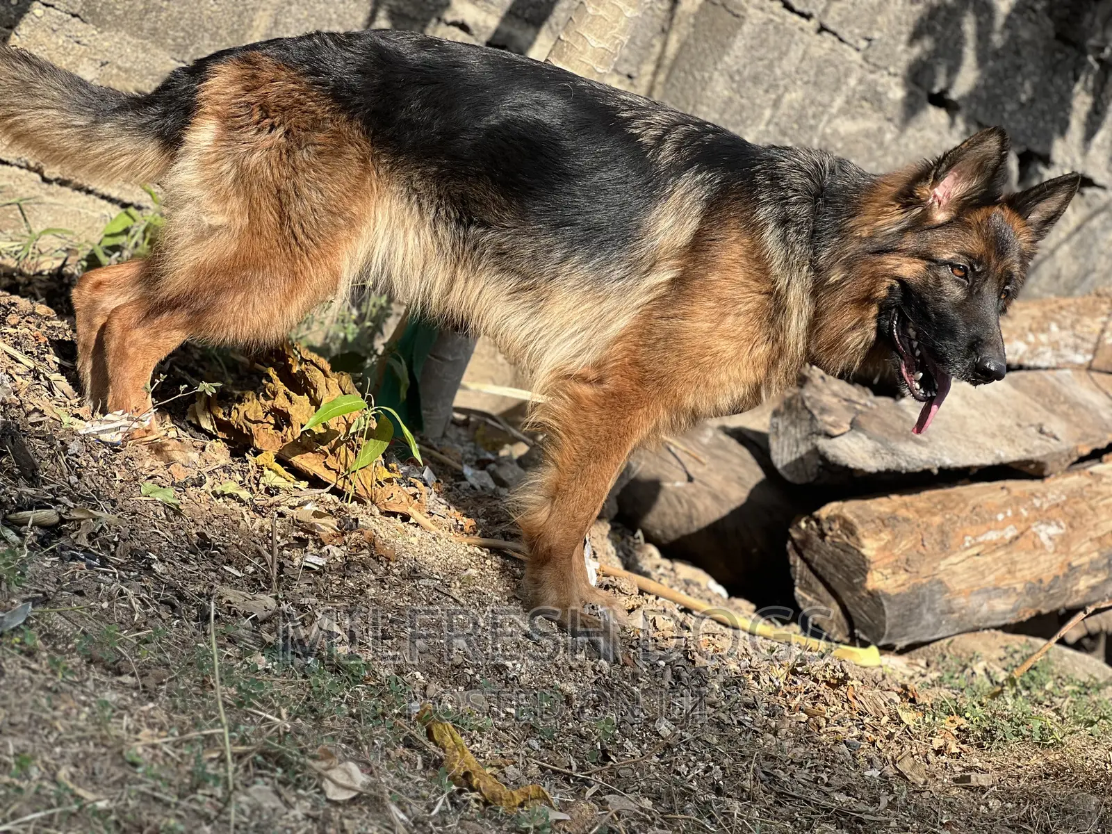 6-12 months Female Purebred German Shepherd