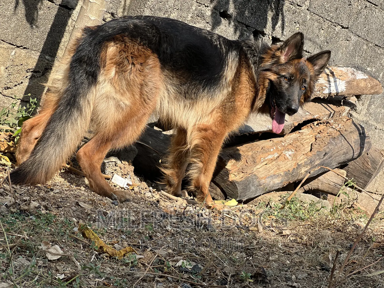 6-12 months Female Purebred German Shepherd