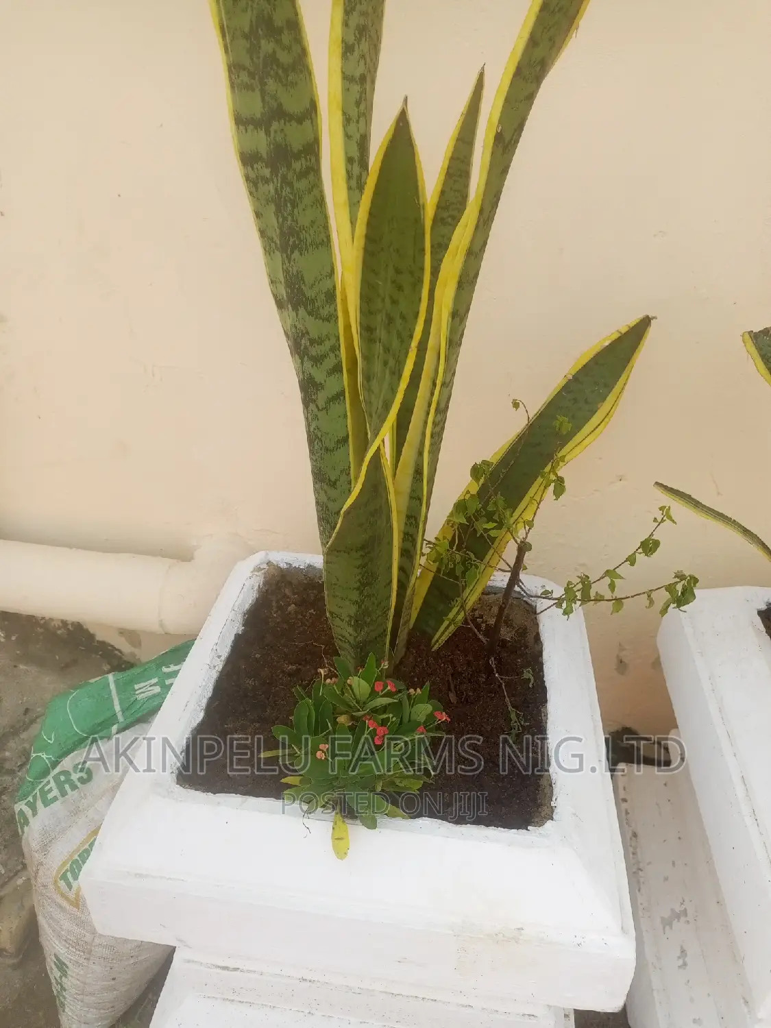 Flower Planting /Beautification