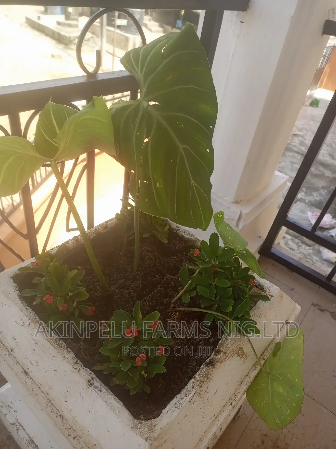 Flower Planting /Beautification