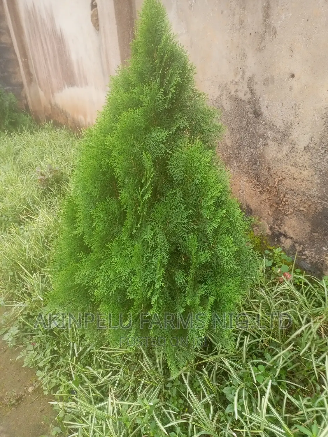 Christmas Tree.
