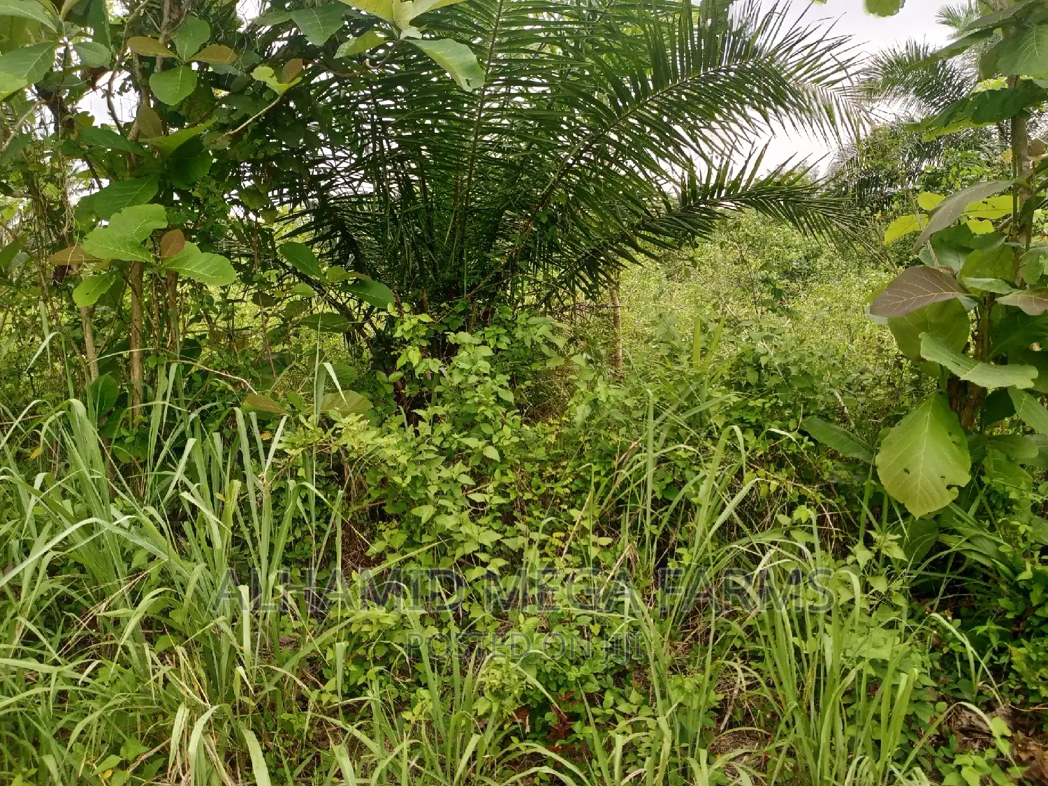 100 Acres of Farmland for Sale at 130,000 Per Acre