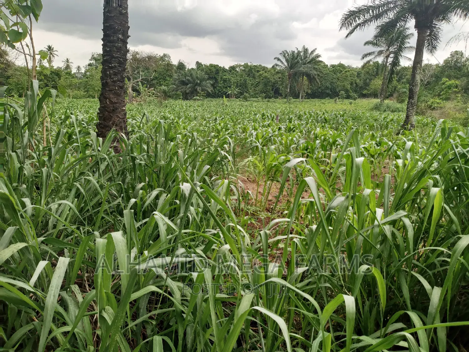 100 Acres of Farmland for Sale at 130,000 Per Acre