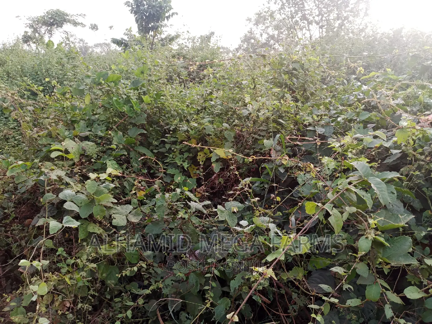 400 Acres of Farmland for Sale at 140,000 Per Acre