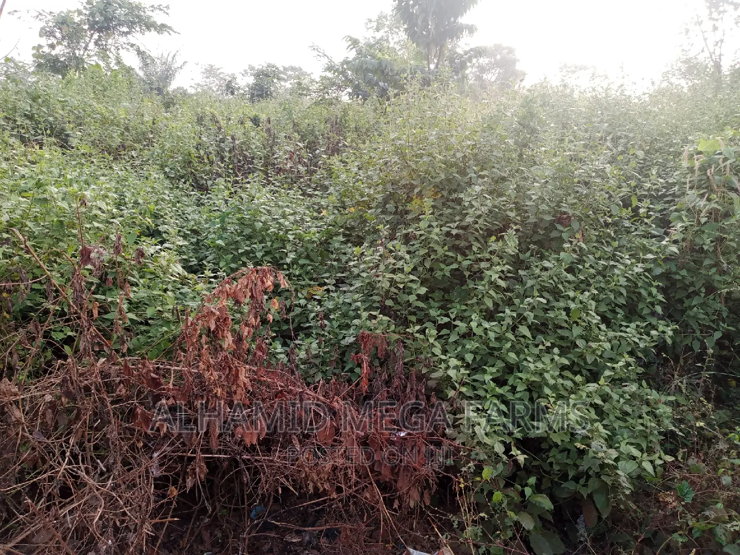 400 Acres of Farmland for Sale at 140,000 Per Acre