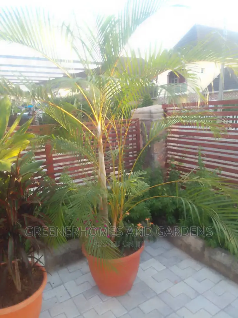 Plants in Pots