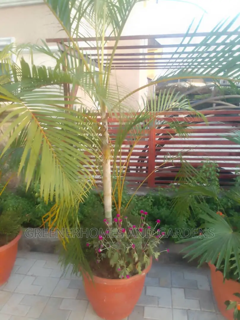 Plants in Pots