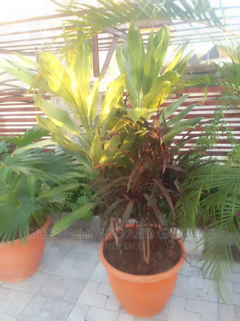 Plants in Pots
