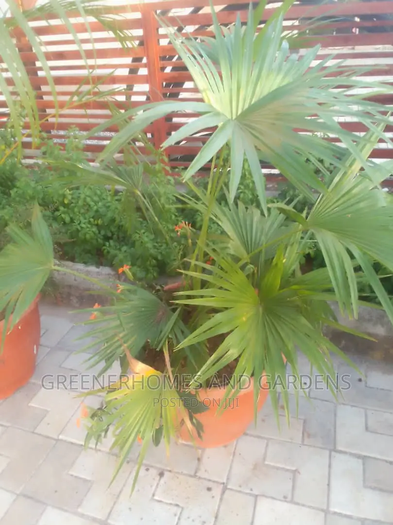 Plants in Pots